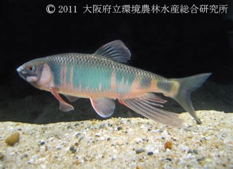 種葉魚|画像一覧 ｜ 淡水魚図鑑（在来種） ｜ 図鑑 ｜ 大阪府 